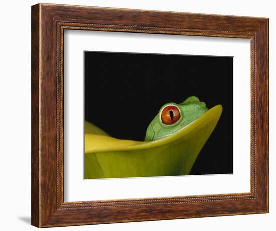 Red-Eyed Tree Frog-David Northcott-Framed Photographic Print