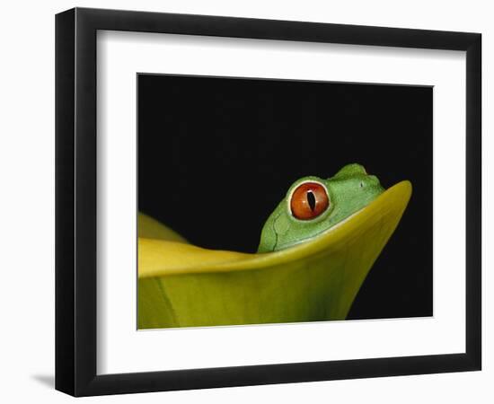 Red-Eyed Tree Frog-David Northcott-Framed Photographic Print