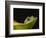 Red-Eyed Tree Frog-David Northcott-Framed Photographic Print