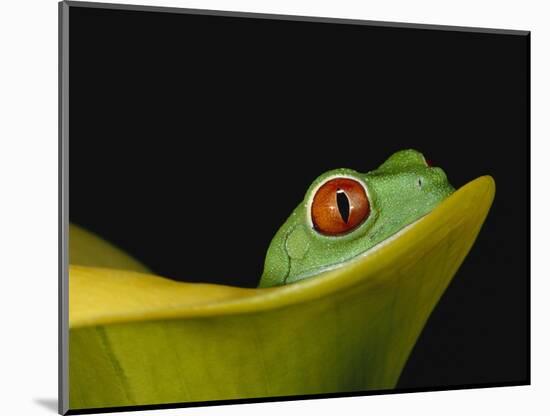 Red-Eyed Tree Frog-David Northcott-Mounted Photographic Print