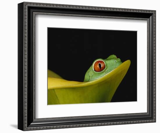 Red-Eyed Tree Frog-David Northcott-Framed Photographic Print