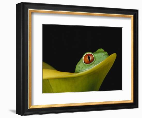 Red-Eyed Tree Frog-David Northcott-Framed Photographic Print