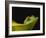 Red-Eyed Tree Frog-David Northcott-Framed Photographic Print