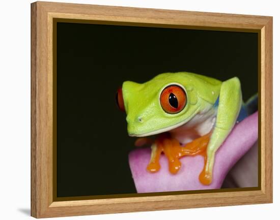 Red-eyed tree frog-Maresa Pryor-Framed Premier Image Canvas