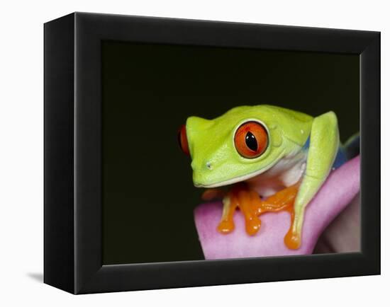 Red-eyed tree frog-Maresa Pryor-Framed Premier Image Canvas
