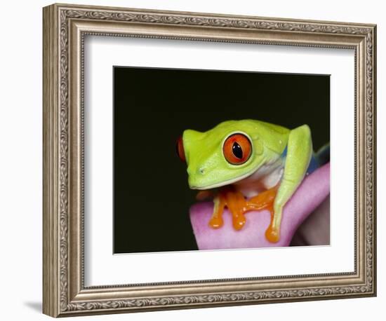 Red-eyed tree frog-Maresa Pryor-Framed Photographic Print