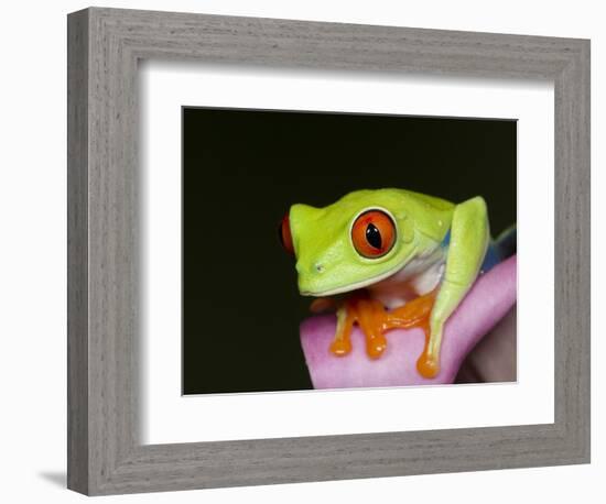 Red-eyed tree frog-Maresa Pryor-Framed Photographic Print