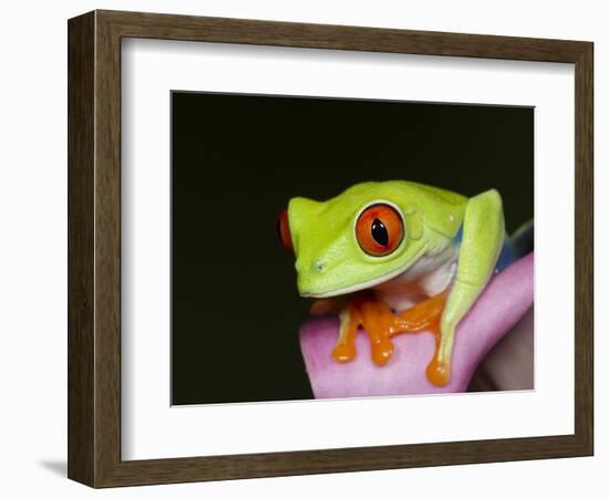 Red-eyed tree frog-Maresa Pryor-Framed Photographic Print