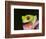 Red-eyed tree frog-Maresa Pryor-Framed Photographic Print