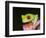 Red-eyed tree frog-Maresa Pryor-Framed Photographic Print