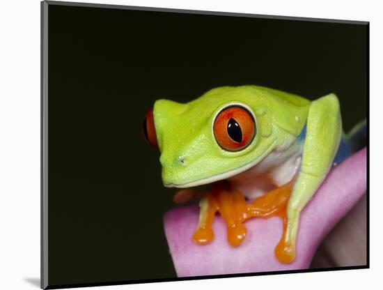 Red-eyed tree frog-Maresa Pryor-Mounted Photographic Print