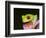 Red-eyed tree frog-Maresa Pryor-Framed Photographic Print