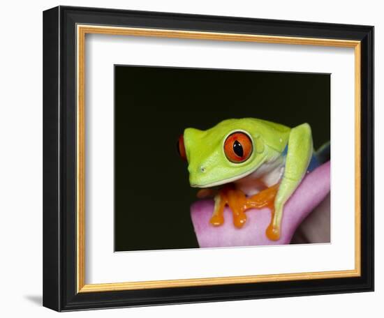 Red-eyed tree frog-Maresa Pryor-Framed Photographic Print