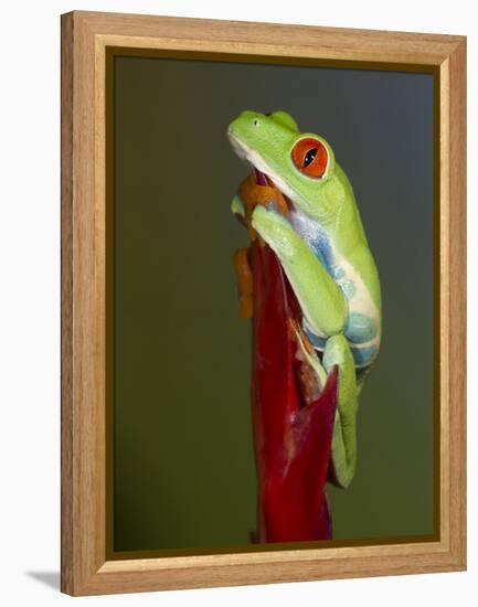 Red-eyed tree frog-Maresa Pryor-Framed Premier Image Canvas