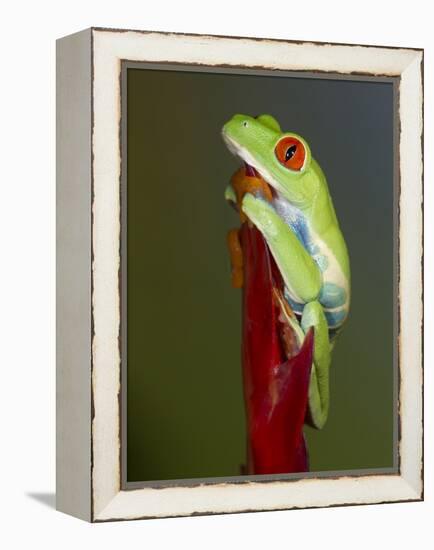 Red-eyed tree frog-Maresa Pryor-Framed Premier Image Canvas