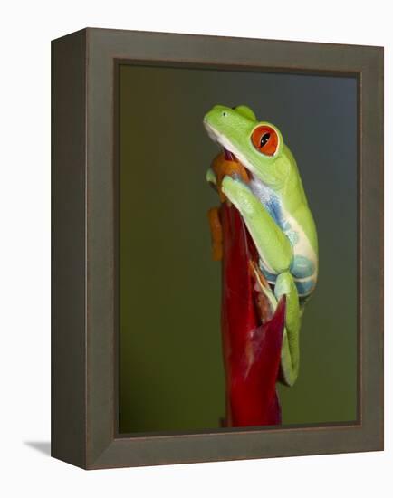 Red-eyed tree frog-Maresa Pryor-Framed Premier Image Canvas