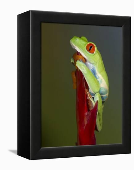 Red-eyed tree frog-Maresa Pryor-Framed Premier Image Canvas