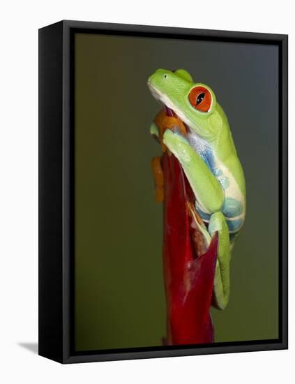 Red-eyed tree frog-Maresa Pryor-Framed Premier Image Canvas