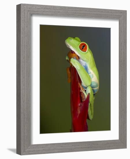 Red-eyed tree frog-Maresa Pryor-Framed Photographic Print