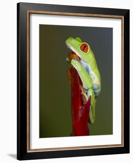 Red-eyed tree frog-Maresa Pryor-Framed Photographic Print