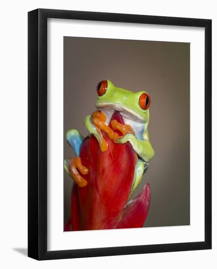 Red-eyed tree frog-Maresa Pryor-Framed Photographic Print