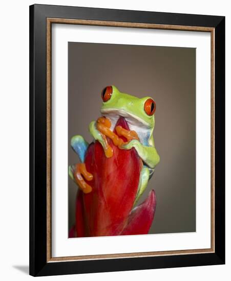 Red-eyed tree frog-Maresa Pryor-Framed Photographic Print