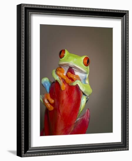 Red-eyed tree frog-Maresa Pryor-Framed Photographic Print