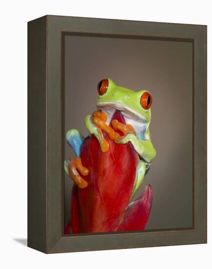 Red-eyed tree frog-Maresa Pryor-Framed Premier Image Canvas