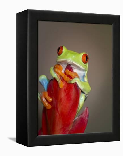 Red-eyed tree frog-Maresa Pryor-Framed Premier Image Canvas