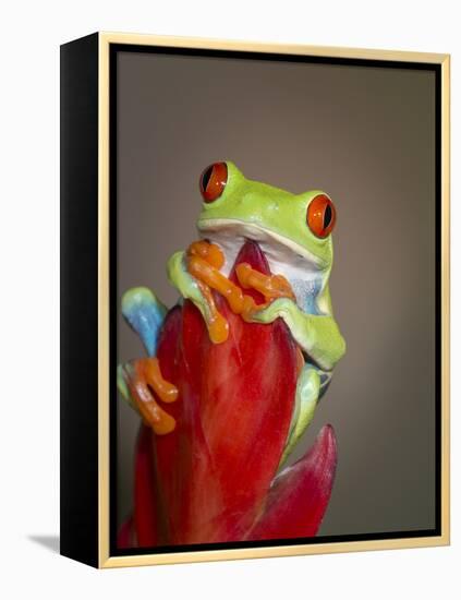 Red-eyed tree frog-Maresa Pryor-Framed Premier Image Canvas