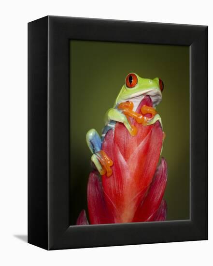 Red-eyed tree frog-Maresa Pryor-Framed Premier Image Canvas