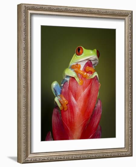 Red-eyed tree frog-Maresa Pryor-Framed Photographic Print