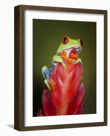 Red-eyed tree frog-Maresa Pryor-Framed Photographic Print