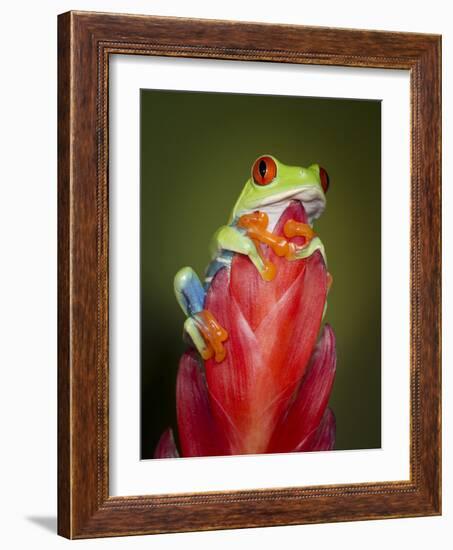 Red-eyed tree frog-Maresa Pryor-Framed Photographic Print