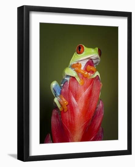 Red-eyed tree frog-Maresa Pryor-Framed Photographic Print