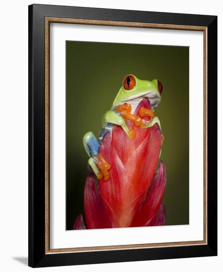 Red-eyed tree frog-Maresa Pryor-Framed Photographic Print