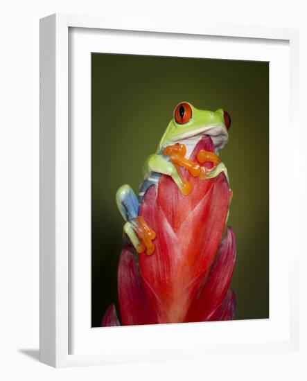 Red-eyed tree frog-Maresa Pryor-Framed Photographic Print