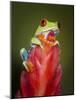 Red-eyed tree frog-Maresa Pryor-Mounted Photographic Print