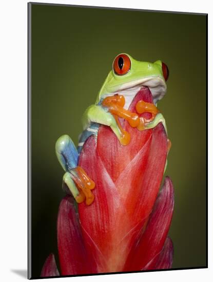 Red-eyed tree frog-Maresa Pryor-Mounted Photographic Print