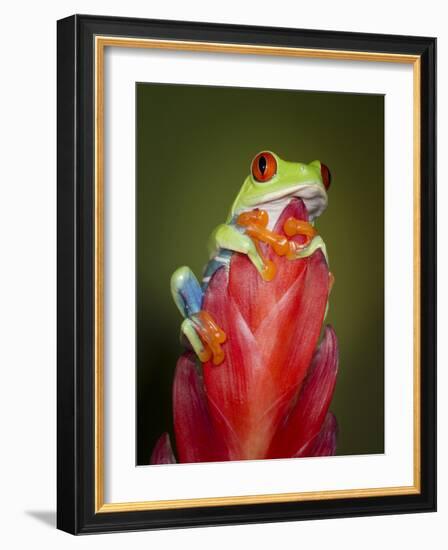 Red-eyed tree frog-Maresa Pryor-Framed Photographic Print