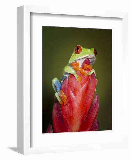 Red-eyed tree frog-Maresa Pryor-Framed Photographic Print