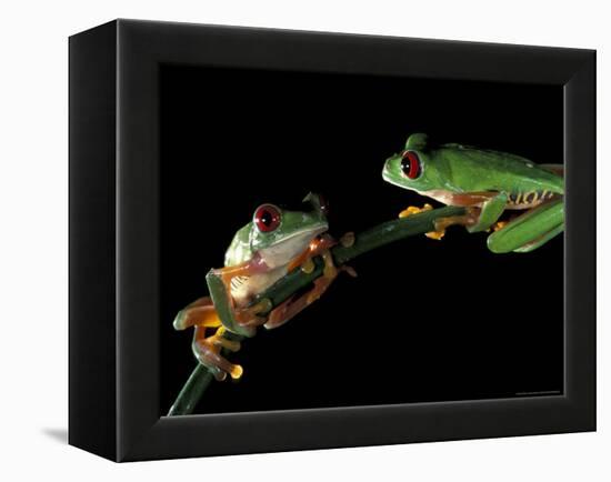 Red-Eyed Tree Frogs, Barro Colorado Island, Panama-Christian Ziegler-Framed Premier Image Canvas