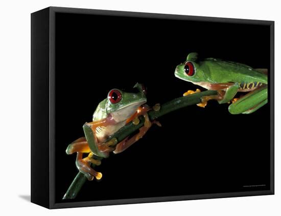 Red-Eyed Tree Frogs, Barro Colorado Island, Panama-Christian Ziegler-Framed Premier Image Canvas