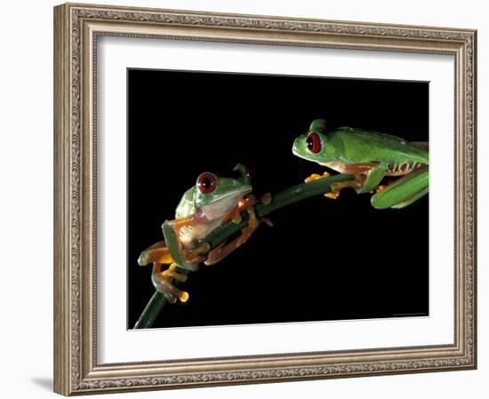 Red-Eyed Tree Frogs, Barro Colorado Island, Panama-Christian Ziegler-Framed Photographic Print