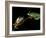 Red-Eyed Tree Frogs, Barro Colorado Island, Panama-Christian Ziegler-Framed Photographic Print