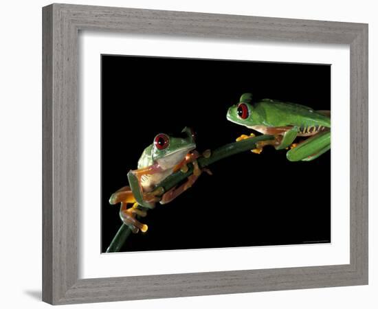 Red-Eyed Tree Frogs, Barro Colorado Island, Panama-Christian Ziegler-Framed Photographic Print
