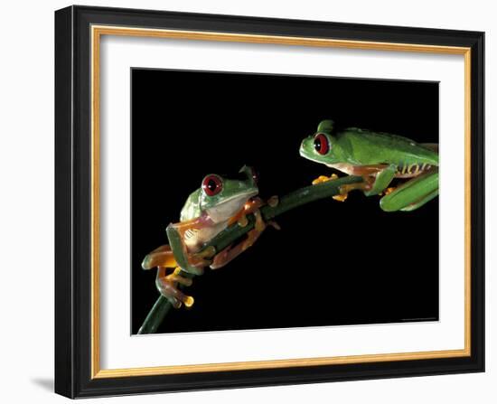 Red-Eyed Tree Frogs, Barro Colorado Island, Panama-Christian Ziegler-Framed Photographic Print