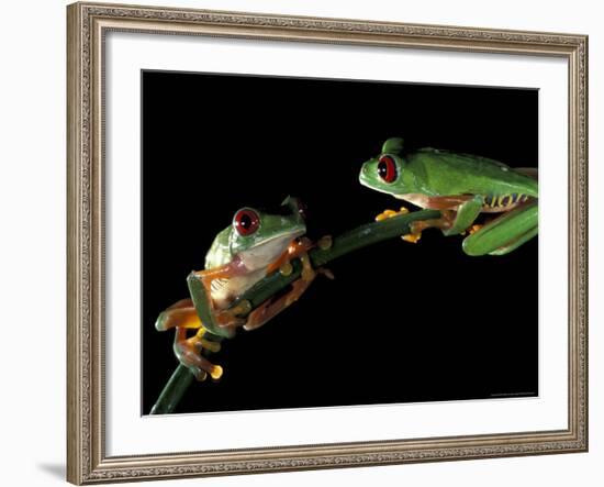 Red-Eyed Tree Frogs, Barro Colorado Island, Panama-Christian Ziegler-Framed Photographic Print