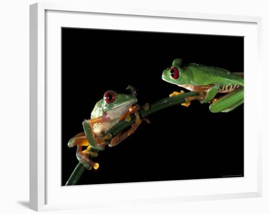 Red-Eyed Tree Frogs, Barro Colorado Island, Panama-Christian Ziegler-Framed Photographic Print