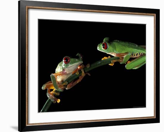 Red-Eyed Tree Frogs, Barro Colorado Island, Panama-Christian Ziegler-Framed Photographic Print